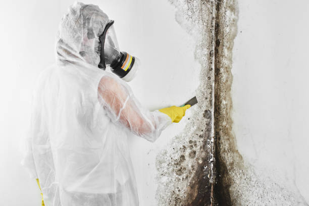 Best Mold Testing and Inspection Services in Buffalo, WY