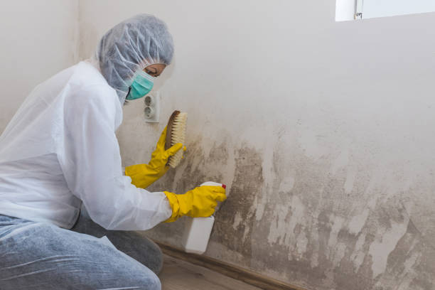 Best Attic Mold Remediation in Buffalo, WY