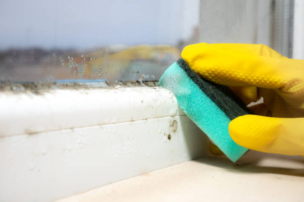 Best Residential Mold Remediation in Buffalo, WY