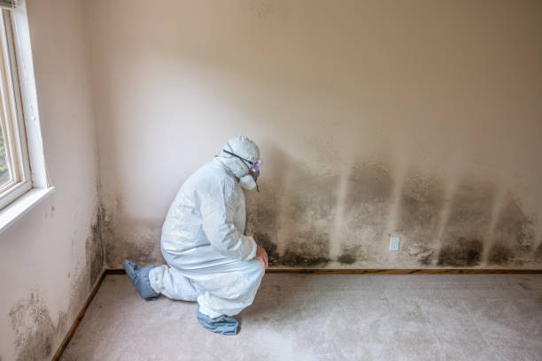 Best Insurance-Related Mold Remediation in Buffalo, WY