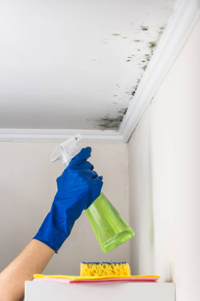 Best Mold Remediation for Specific Building Types in Buffalo, WY