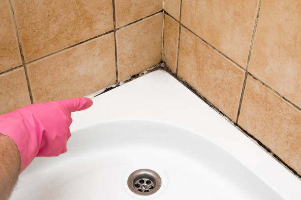 Best Crawl Space Mold Remediation in Buffalo, WY