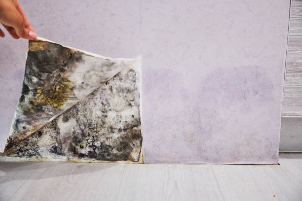 Best Bathroom Mold Remediation in Buffalo, WY